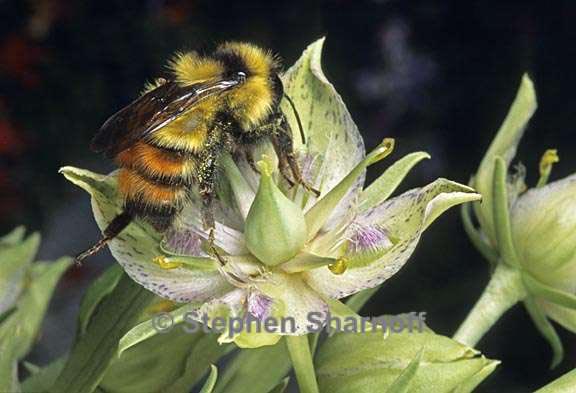 bee on frasera speciosa graphic